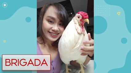 Manok, kambing at pato, puwedeng gawing alaga?! | Brigada
