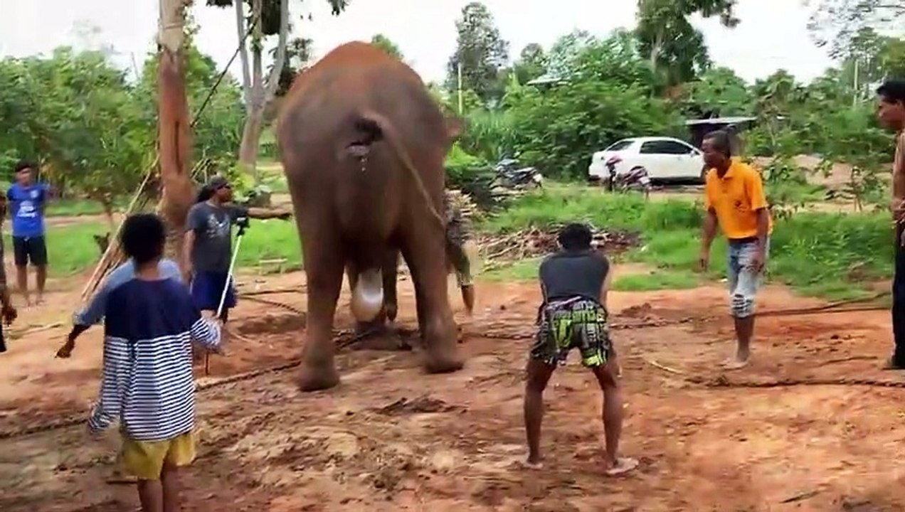 ELEPHANT HAVE BABY วินาทีช้างตกลูก