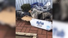 Best Funny Animal Videos 2022 and 2021  - Funniest Dogs And Cats Videos