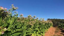 Illicit tobacco farm raided in Snowy Valleys | The Daily Advertiser | February 4, 2022