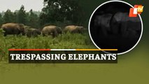 Elephant Herd Triggers Panic In Odisha Village