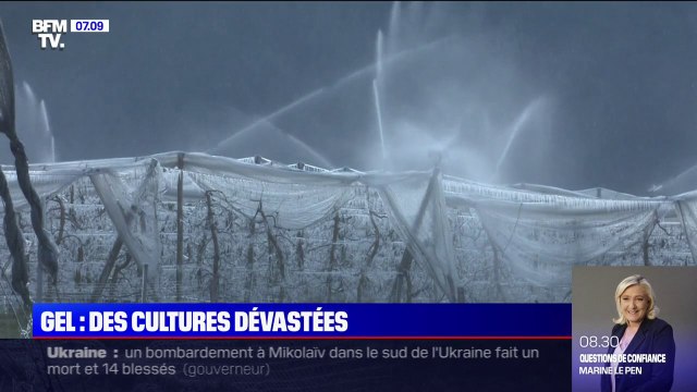 Comment ces arboriculteurs tentent par tous les moyens de sauver leurs récoltes de fruits du gel