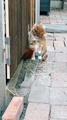 Funny Cat and Dog Videos | Cat and Dog | Fun Shorts #526