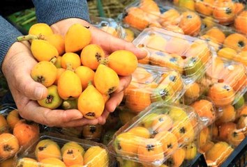 Örtü altında "yenidünya" hasadı başladı... Kilosu 200 TL'den satıldı