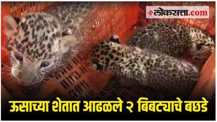 नाशिक - उसाच्या शेतात आढळले २ बिबट्याचे बछडे