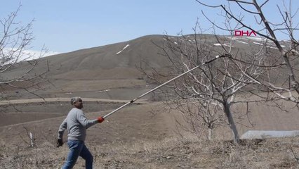 KALİTESİYLE ÜNLÜ ADİLCEVAZ CEVİZİNDE AŞI DÖNEMİ BAŞLADI