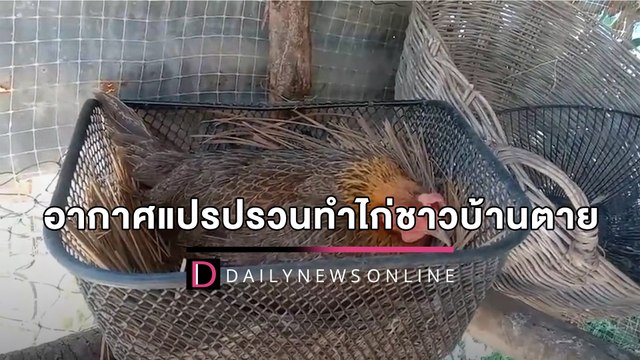 อากาศแปรปรวนอุณหภูมิลดฮวบ ทำไก่ชาวบ้านนอนดิ้นตายเกลื่อนกว่า200ตัว | HOTSHOT เดลินิวส์ 04/04/2565