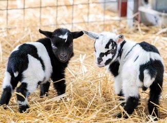 Northamptonshire news 040422