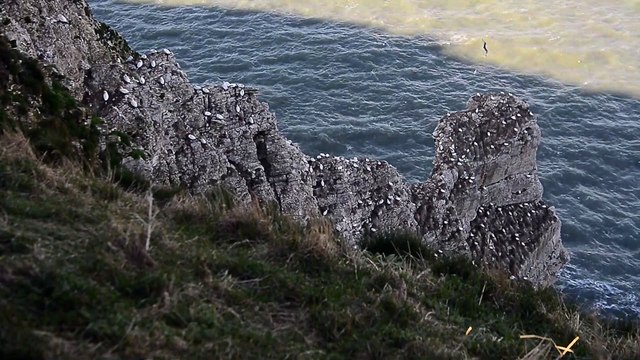 General scenes of puffins and sea birds at Bempton Cliffs 3-4-22