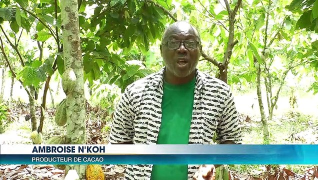 Prix du kilogramme de cacao à 825 FCFA : les producteurs expriment leur satisfaction