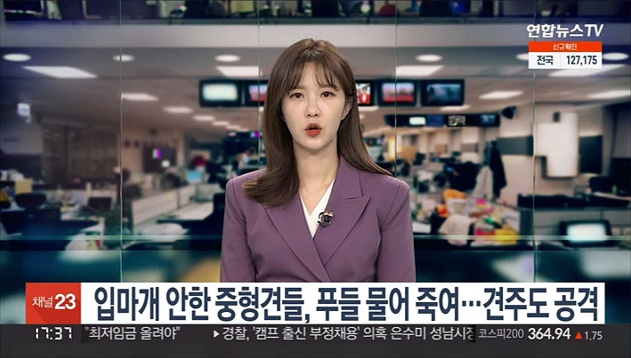 입마개 안한 중형견들, 푸들 물어 죽여…견주도 공격
