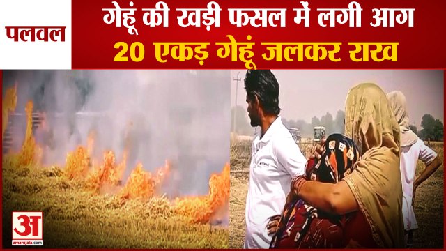 Fire In Standing Wheat Crop In Palwal 20 Acres Wheat Burnt To Ashes| गेहूं की खड़ी फसल में लगी आग