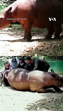 Rosa Si Badak Sumatera Lahirkan Badak Betina, Setelah 8 Kali Keguguran