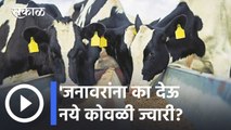 HCN Poisoning in dairy animals l कोवळी ज्वारीही ठरतेय जनावरांच्या विषबाधेस कारणीभूत | Sakal