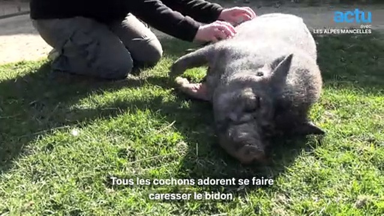 Le refuge GroinGroin, un sanctuaire pour les animaux de ferme maltraités