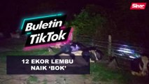 12 ekor lembu naik ‘bok’