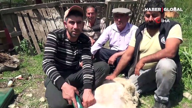 Koyun kırkma işinden günlük 2 bin TL kazanıyor