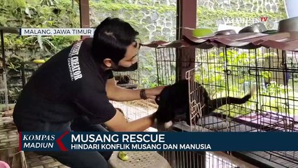 Musang Rescue, Hindari Konflik Musang Dan Manusia