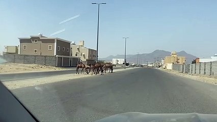 ظاهرة تستفحل.. إبل سائبة تتجوّل بشوارع "راشدية مكة" والرقابة غائبة