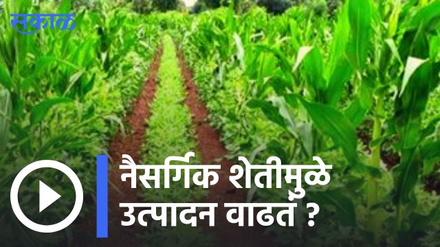 Natural Farming | कर्नाटकात होणार Natural फार्मिंगचा प्रयोग | Sakal |