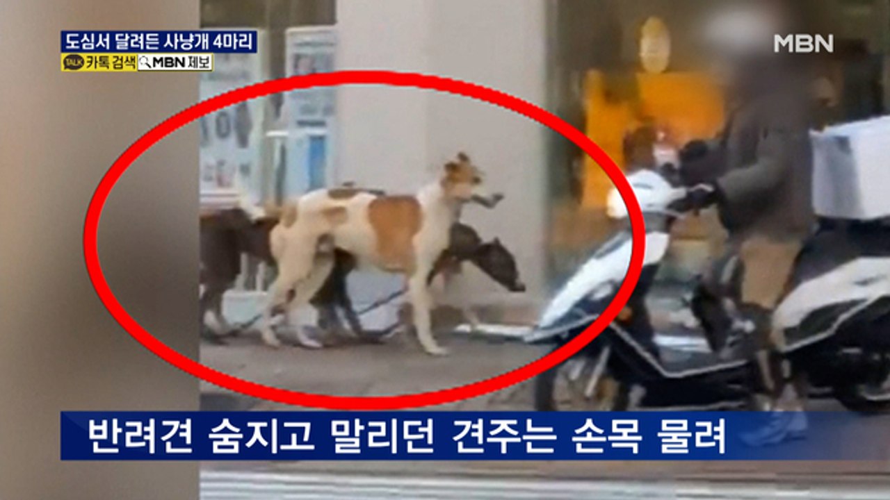 도심서 달려든 사냥개 4마리…애완견 숨지고 견주 손목 물려