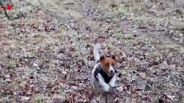 Ukraine Now Employing Bomb Sniffing Dogs To Find the Landmines Left Behind by Russia