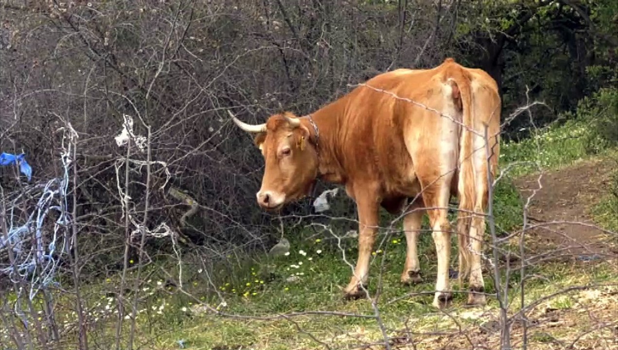 Σε απόγνωση οι κτηνοτρόφοι στη δυτική Φθιώτιδα