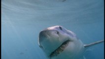 Shark attack: A man was killed by 2 sharks in the Caribbean