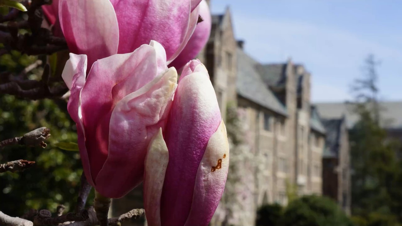 Elite-Uni will Merkel: Universität bietet der Altkanzlerin und ihrem Mann eine Gastprofessur an