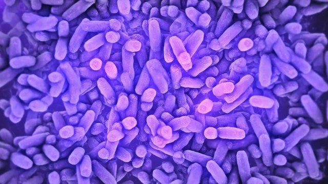 Neue Studien: Können Probiotika einen schweren Corona-Verlauf verhindern?