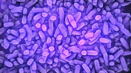 Neue Studien: Können Probiotika einen schweren Corona-Verlauf verhindern?