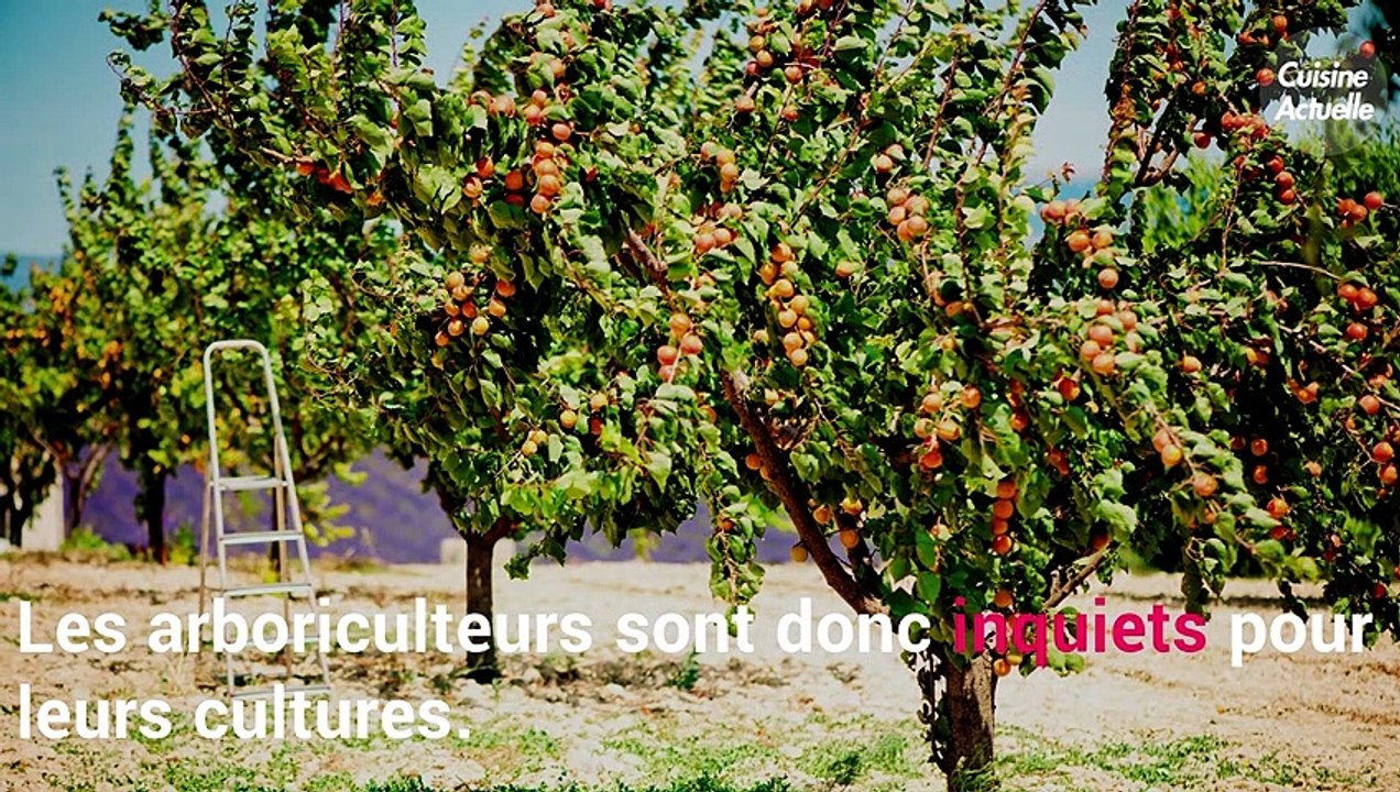 CUISINE ACTUELLE - Vague de froid : quelles cultures de fruits sont les plus menacées ?