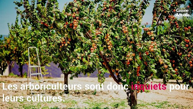 CUISINE ACTUELLE - Vague de froid : quelles cultures de fruits sont les plus menacées ?