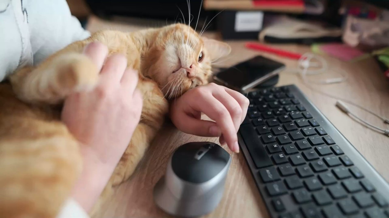 Here are some money-saving tips for pet owners