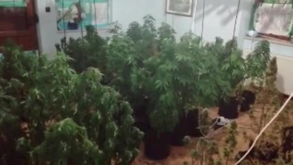 Villayı uyuşturucu serasına dönüştürdüler