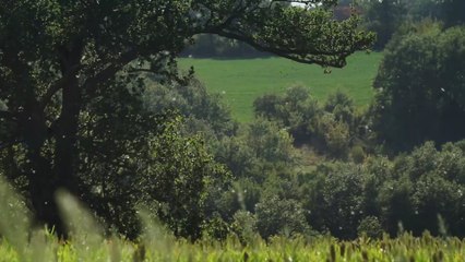 Nasensprays gegen Heuschnupfen: Nur bei richtiger Verwendung können sie wirklich helfen