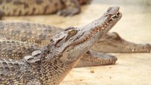 Junge Frau macht Seilbahnfahrt über See: Den lauernden Alligator übersieht sie vorher