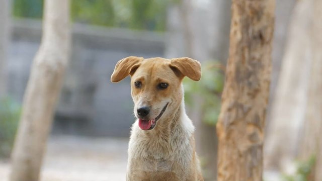 This stray dog refused to leave an injured pregnant dog alone until help came