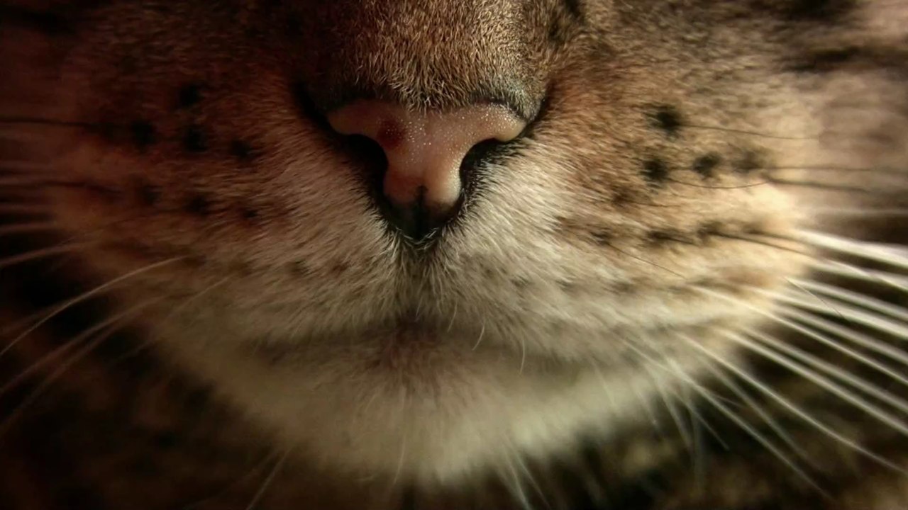 Warum Katzen ihre Rücken krümmen