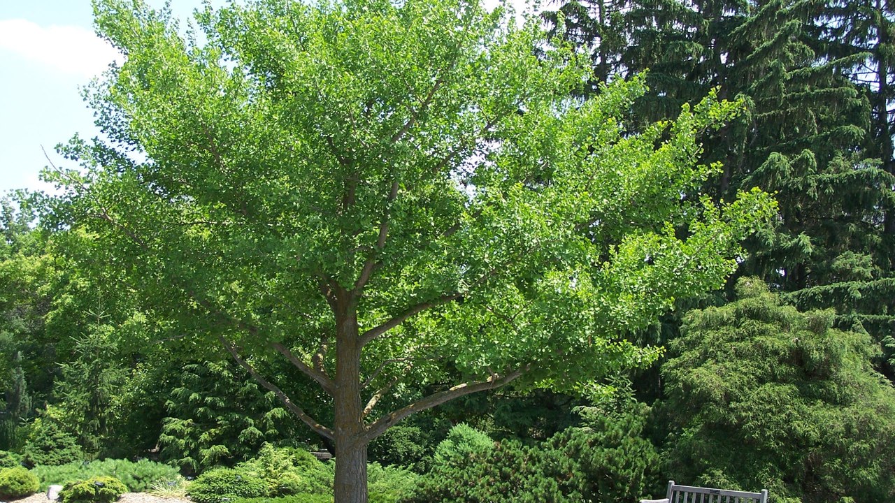 Ein an die 1400 Jahre alter Ginkgo lässt es goldenen Blätter auf einen Tempel regnen