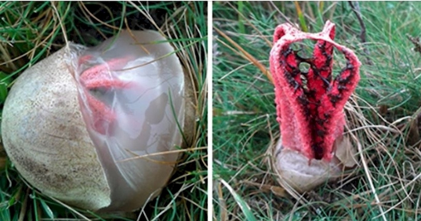 Entdecken Sie mit uns den „Tintenfischpilz“, den bizarrsten Pilz der Welt