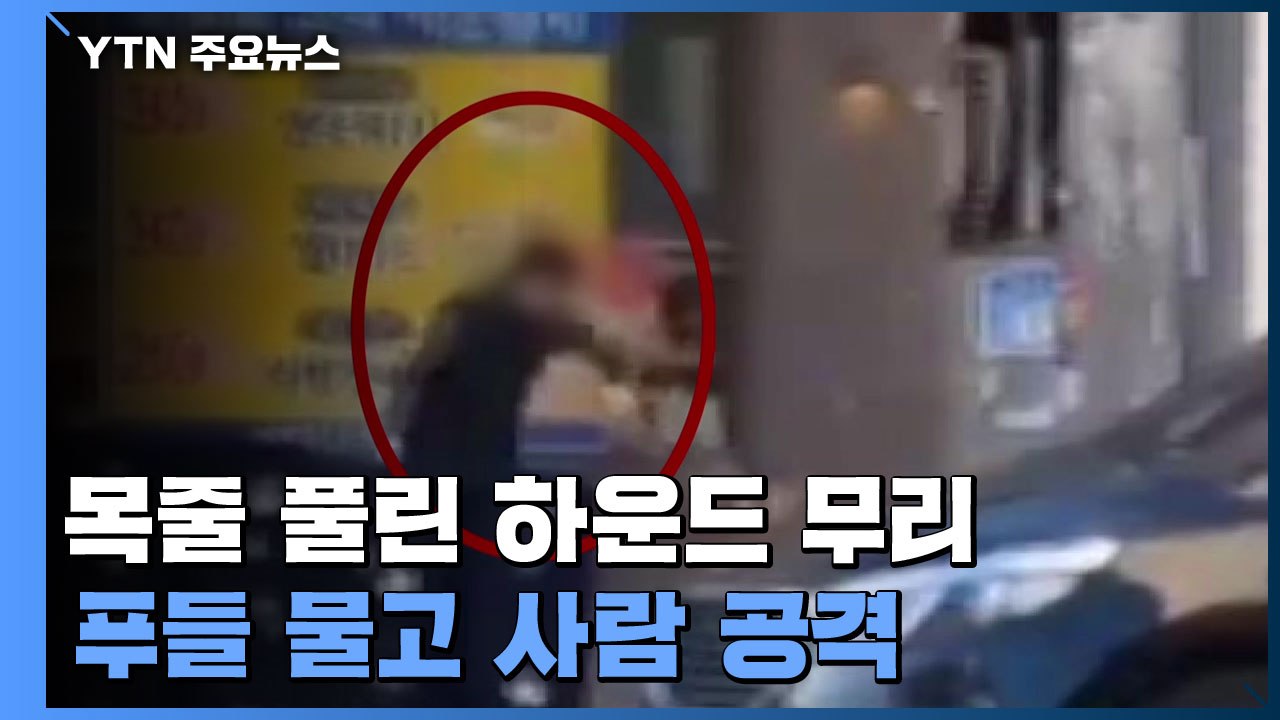 목줄 풀린 하운드 4마리, 소형견 물어 죽이고 사람까지 공격 / YTN