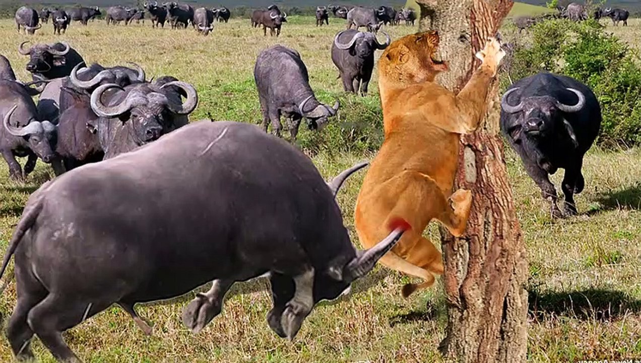 Buffalos Bravely Attacks Herd Lion To Rescue His Teammates  - Lion Vs Buffalo, Zebra