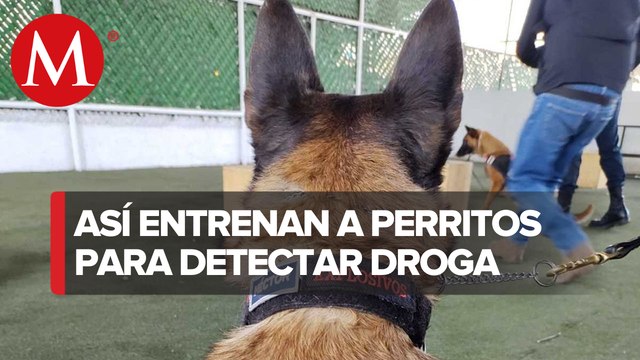 Detención de drogas, armas y bombas; la heroica labor de policías caninos de la PBI
