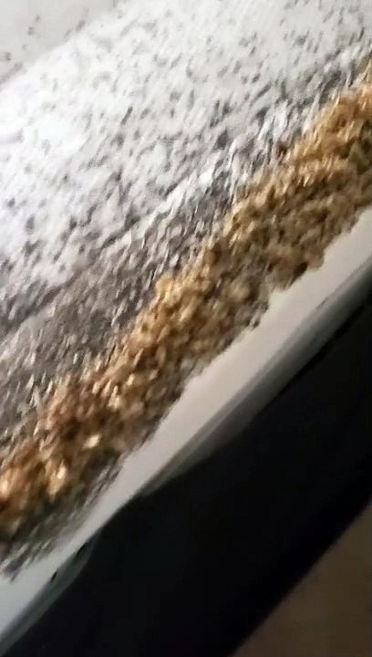 The Worst Bed Bug Infestation I've Ever Seen