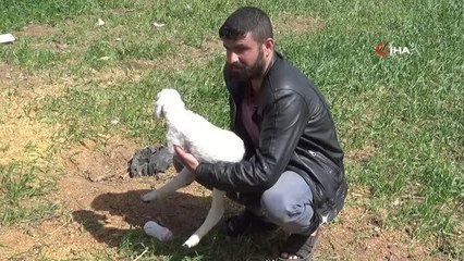 Kilis'te ön 2 ayağı olmayan kuzu dünyaya geldi