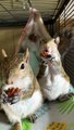 Adorable Snacking Squirrel Siblings