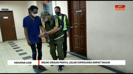 Hidupan Liar | Miliki organ penyu, lelaki dipenjara empat tahun