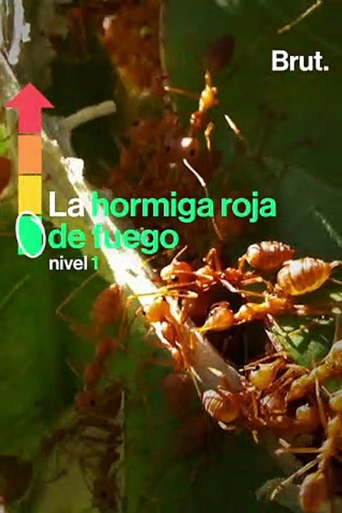 ¿Cuál es la picadura más dolorosa del mundo?