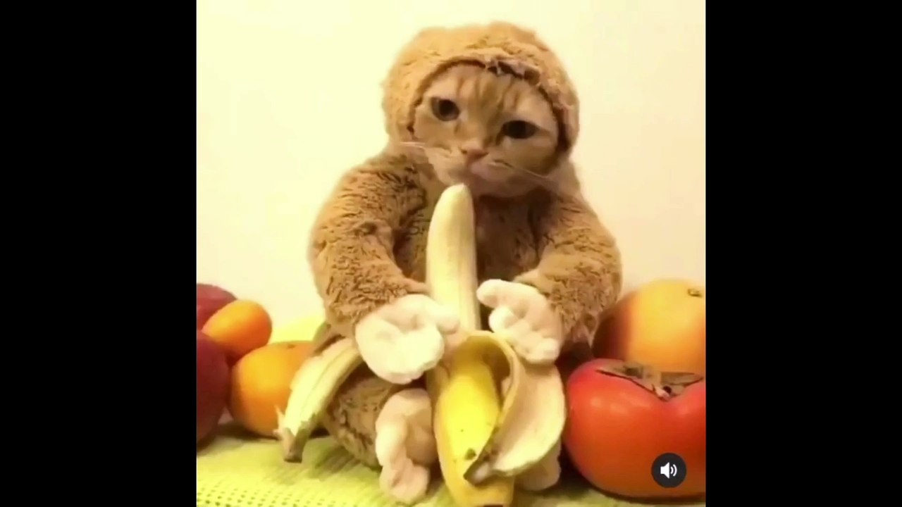 2022 Best Funny Cats Videos Compilation 10 video Dailymotion